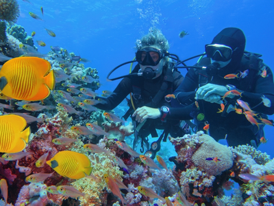 Half-Day Red Sea Dive from Hurghada or El Gouna